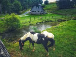 Fairytale Barn Hot Tub Trout Stream and Petting Zoo? - Image 3