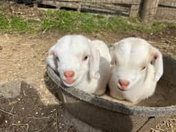 Gingerbread Hot Tub and Access to Farm Petting Zoo - Image 4