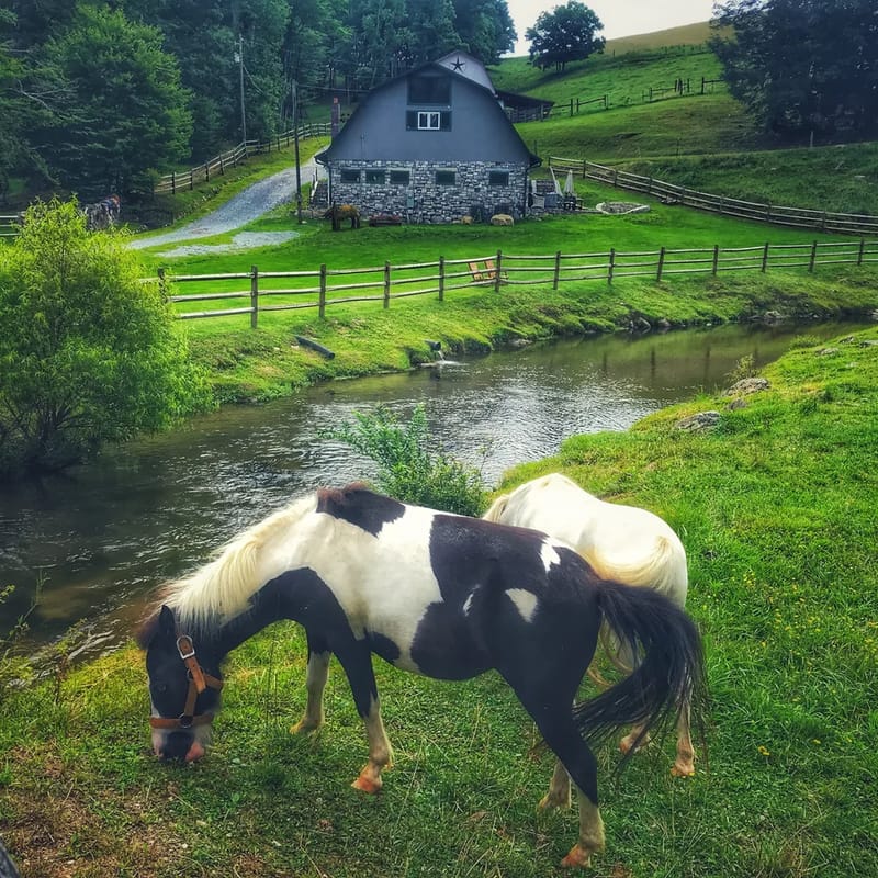 Entire Barn Farm Stay Petting Zoo Tube Slide Ziplines